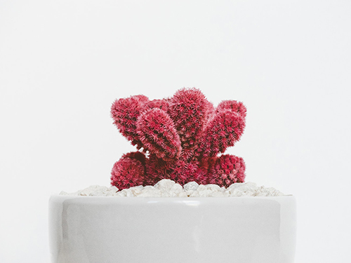 KARİYER YÖNETİMİ VE YEDEKLEME PLANI